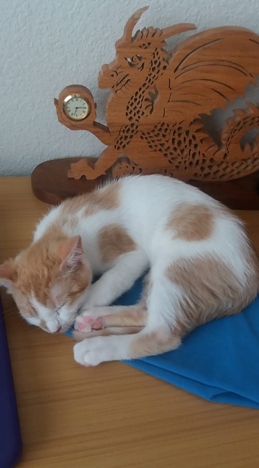 69276619_2859923740687595_3987352886332882944_n